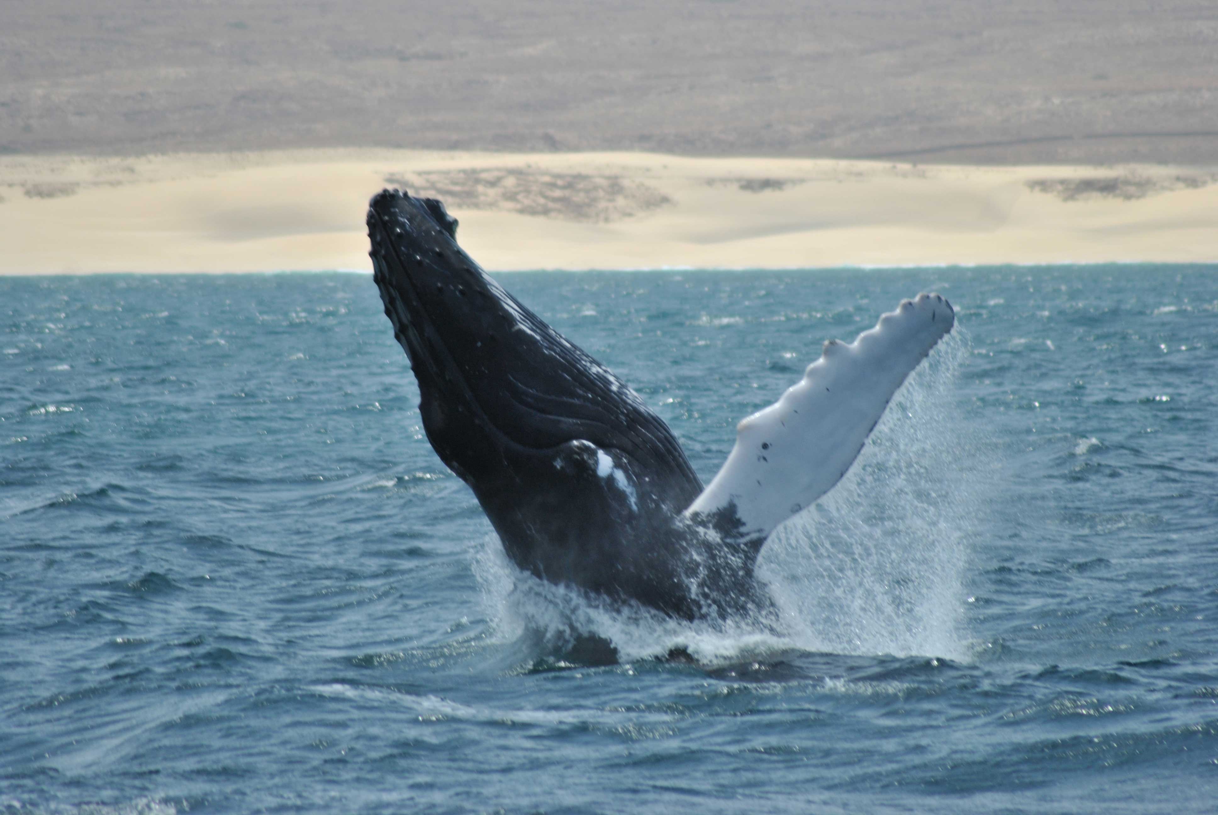 Observação de Baleias